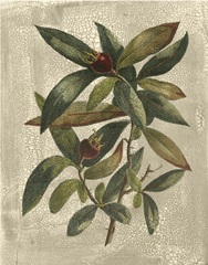 Printed Deshayes Trees III