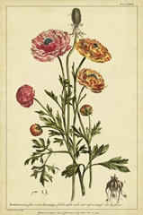 Ranunculus, Pl. CCXVI