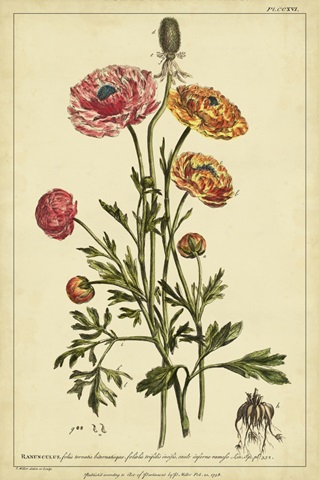 Ranunculus, Pl. CCXVI