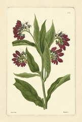 Red Curtis Botanical I