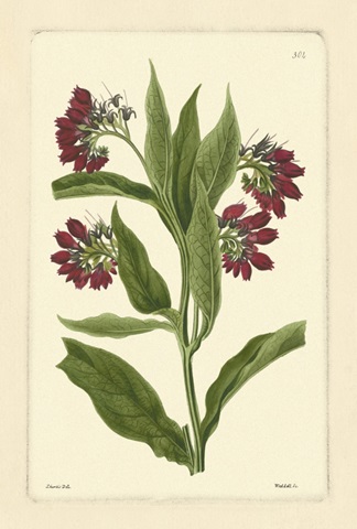 Red Curtis Botanical I