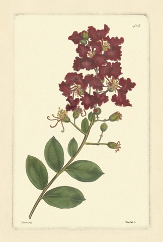 Red Curtis Botanical II