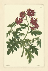 Red Curtis Botanical III