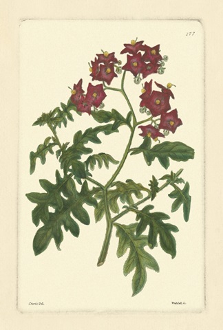 Red Curtis Botanical III