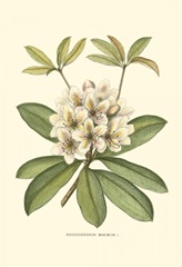 Rhododendron