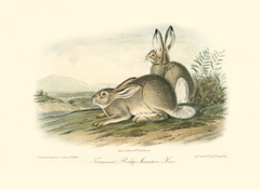 Rocky Mountain Hare