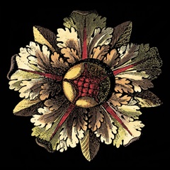 Rosette on Black III