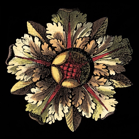 Rosette on Black III