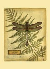 Royal Dragonflies III