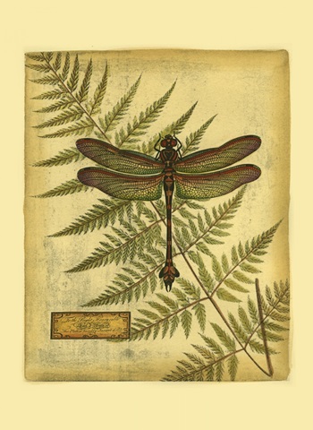 Royal Dragonflies III