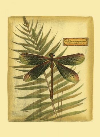 Royal Dragonflies IV