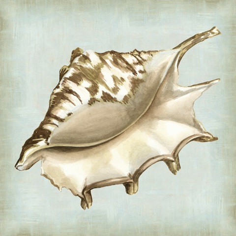 Sea Dream Shells IV