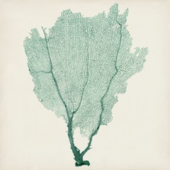 Sea Fan I