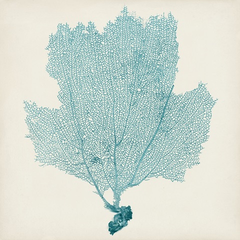 Sea Fan III