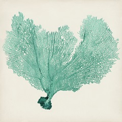 Sea Fan VI