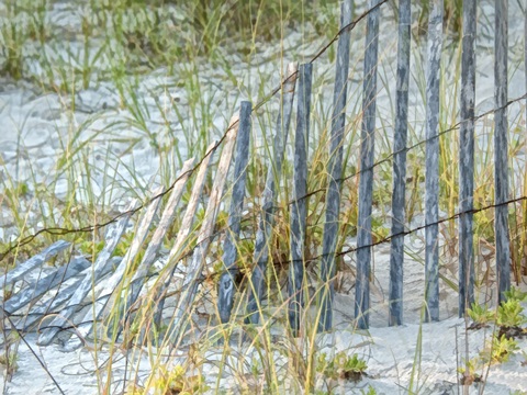 Sea Oats II