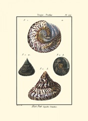 Sea Shells II