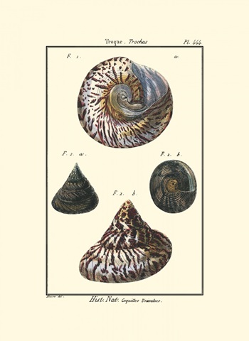 Sea Shells II