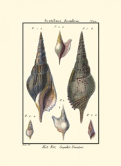 Sea Shells III