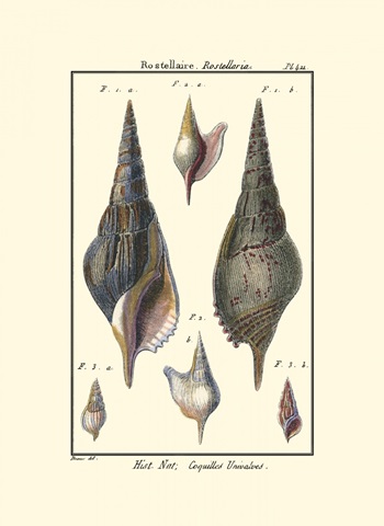 Sea Shells III