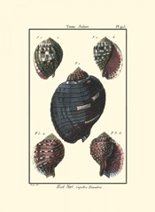 Sea Shells VII