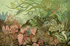 Seaweed Panorama