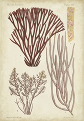Seaweed Specimen in Coral I