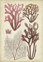 Seaweed Specimen in Coral II