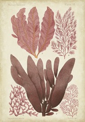 Seaweed Specimen in Coral IV