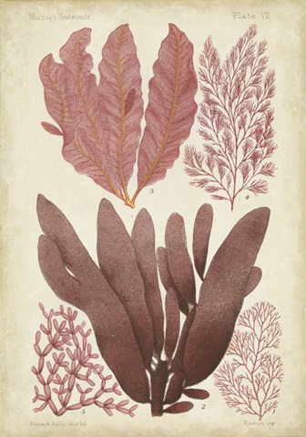 Seaweed Specimen in Coral IV
