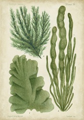 Seaweed Specimen in Green I