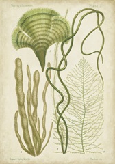 Seaweed Specimen in Green II
