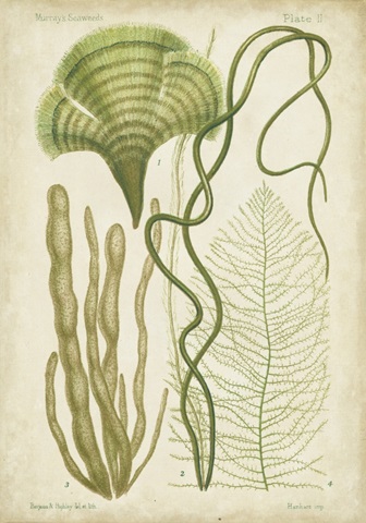 Seaweed Specimen in Green II