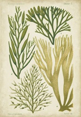 Seaweed Specimen in Green III