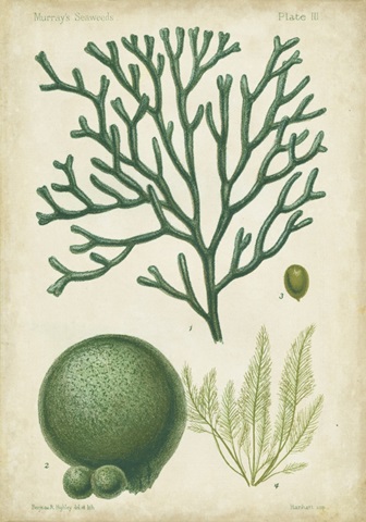 Seaweed Specimen in Green IV