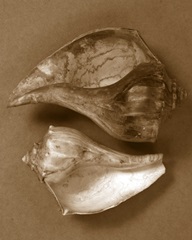 Sensual Shells II