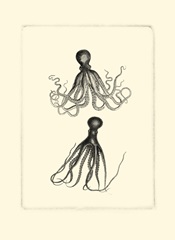 Sepia Octopus