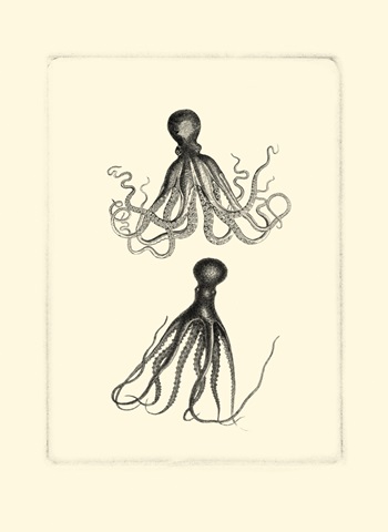 Sepia Octopus