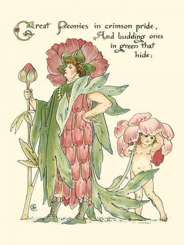 Shakespeare's Garden V (Peony)