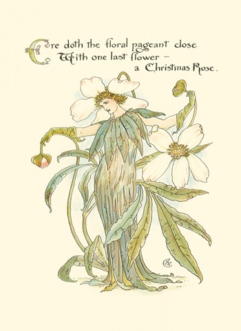 Shakespeare's Garden XII (Christmas Rose)