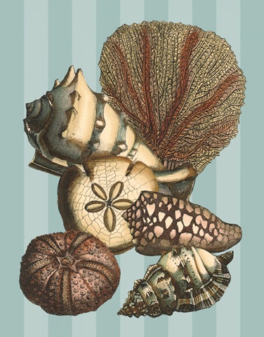 Shell and Coral on Aqua II