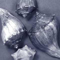 Shell Convergence III