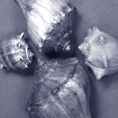 Shell Convergence IV