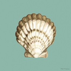 Shell on Aqua III