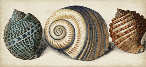 Shell Trio I