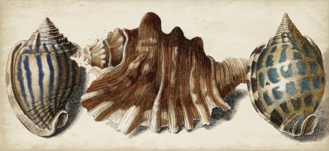 Shell Trio II