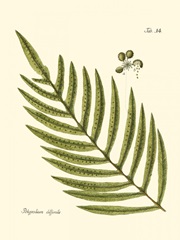 Small Antique Fern I