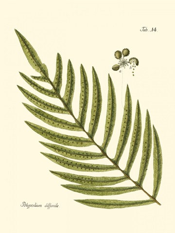 Small Antique Fern I