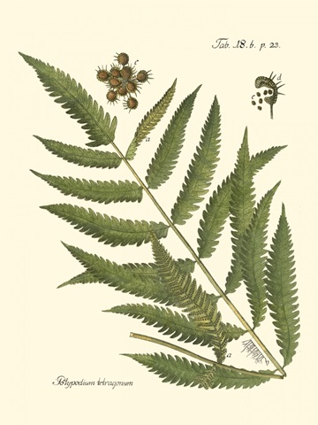 Small Antique Fern II