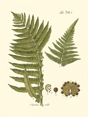 Small Antique Fern III